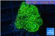 Favia neon green 2-3 cm WYSIWYG acclimaté