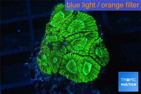 Favia neon green 2-3 cm WYSIWYG acclimaté