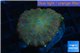 Discosoma red gold galaxy 1 polyp WYSIWYG acclimaté