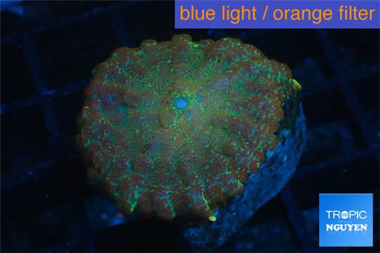 Discosoma red gold galaxy 1 polyp WYSIWYG acclimaté