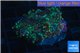 Ricordea yuma purple green 2 polyps WYSIWYG acclimaté
