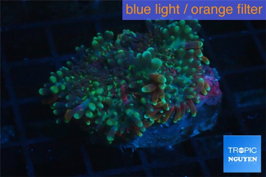 Ricordea yuma purple green 2 polyps WYSIWYG acclimaté