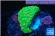 Leptastrea green & orange polyps 2-4 cm WYSIWYG acclimaté