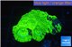 Favia neon green 2-3 cm WYSIWYG acclimaté