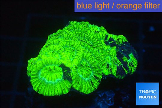 Favia neon green 2-3 cm WYSIWYG acclimaté