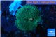 Ricordea floridae green 1 polyp WYSIWYG acclimaté