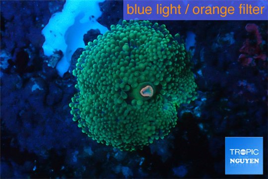 Ricordea floridae green 1 polyp WYSIWYG acclimaté