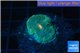 Ricordea floridae green 1 polyp WYSIWYG acclimaté