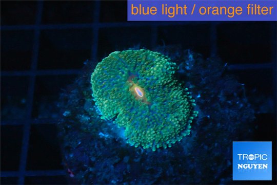 Ricordea floridae green 1 polyp WYSIWYG acclimaté