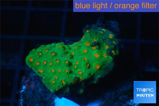 Leptastrea green & orange polyps 2-4 cm WYSIWYG acclimaté