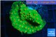 Leptastrea green & orange polyps 3-5 cm WYSIWYG acclimaté
