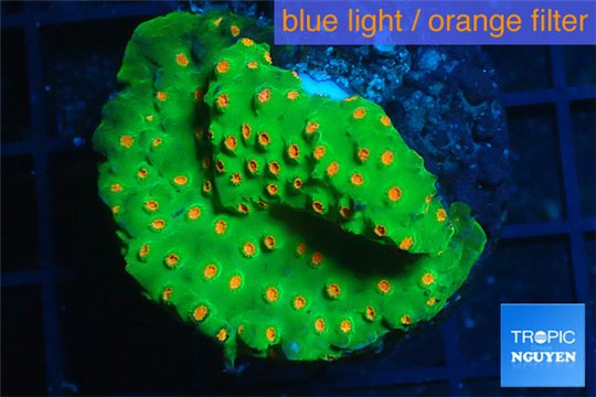 Leptastrea green & orange polyps 3-5 cm WYSIWYG acclimaté