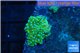 Discosoma green & blue spopt 2 polyps WYSIWYG acclimaté