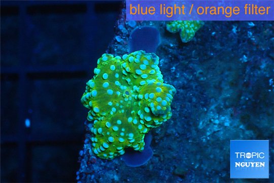 Discosoma green & blue spopt 2 polyps WYSIWYG acclimaté