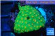 Leptastrea green & orange polyps 3-5 cm WYSIWYG acclimaté