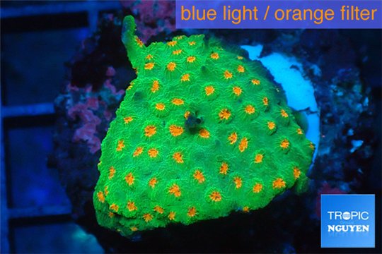 Leptastrea green & orange polyps 3-5 cm WYSIWYG acclimaté