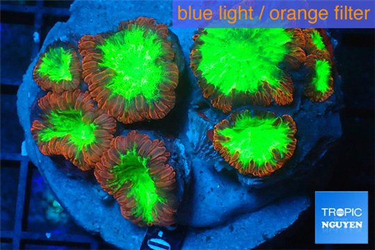Blastomussa wellsi red green 4-6 cm WYSIWYG acclimaté