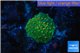 Discosoma green 1 polyp WYSIWYG acclimaté