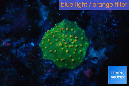 Discosoma green 1 polyp WYSIWYG acclimaté