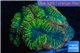 Lobophyllia red green 7-10 cm WYSIWYG acclimaté