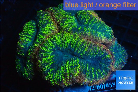 Lobophyllia red green 7-10 cm WYSIWYG acclimaté