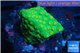 Leptastrea green & orange polyps 3-4 cm WYSIWYG acclimaté