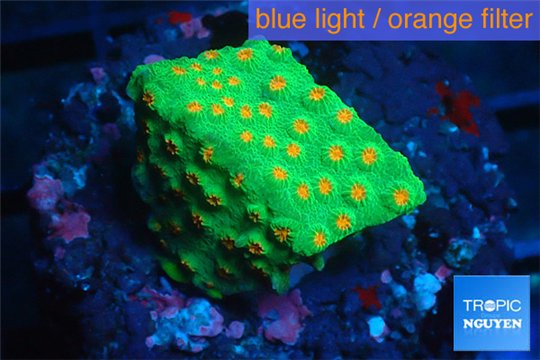 Leptastrea green & orange polyps 3-4 cm WYSIWYG acclimaté
