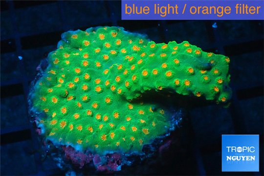 Leptastrea green & orange polyps 4-6 cm WYSIWYG acclimaté