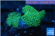 Discosoma green & blue spot 2 polyps WYSIWYG acclimaté