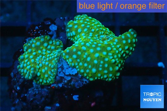 Discosoma green & blue spot 2 polyps WYSIWYG acclimaté
