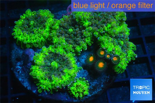 Ricordea yuma green + Zoanthus orange 8-12 cm WYSIWYG acclimaté