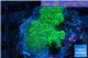 Montipora green & purple polyps 2-4 cm WYSIWYG acclimaté