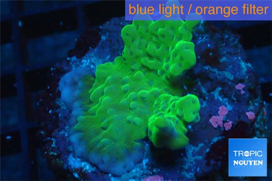 Montipora green & purple polyps 2-4 cm WYSIWYG acclimaté
