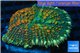 Rhodactis green orange tips premium 5-7 cm WYSIWYG acclimaté