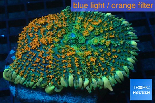 Rhodactis green orange tips premium 5-7 cm WYSIWYG acclimaté