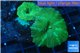 Discosoma green & blue line 2 polyps WYSIWYG acclimaté