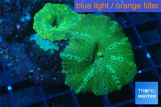 Discosoma green & blue line 2 polyps WYSIWYG acclimaté