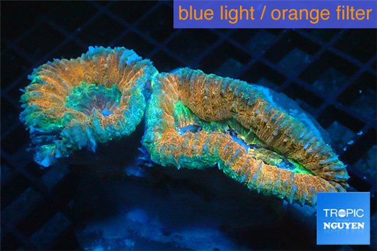 Lobophyllia orange green 4-7 cm WYSIWYG acclimaté