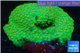 Leptastrea green & orange polyps 8-12 cm WYSIWYG acclimaté