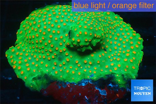 Leptastrea green & orange polyps 8-12 cm WYSIWYG acclimaté