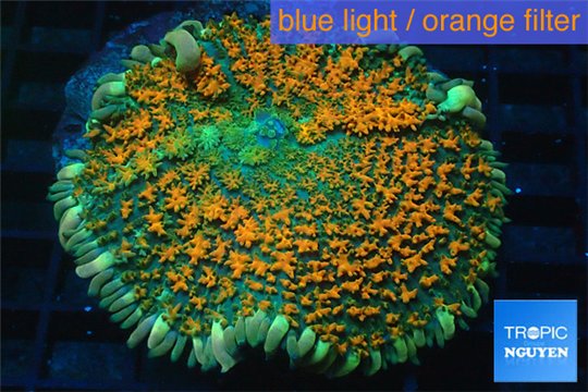 Rhodactis green orange tips premium 5 -7 cm WYSIWYG acclimaté