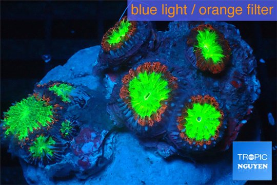 Blastomussa wellsi red green 4-7 cm WYSIWYG acclimaté