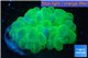 Plerogyra green yellow 6-9 cm WYSIWYG acclimaté