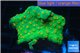 Leptastrea green & orange polyps 4-5 cm WYSIWYG acclimaté