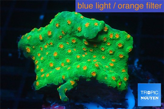 Leptastrea green & orange polyps 4-5 cm WYSIWYG acclimaté