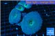 Discosoma deep blue avatar 4-5 polyps WYSIWYG acclimaté