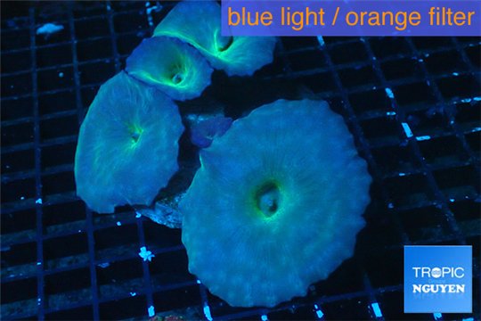 Discosoma deep blue avatar 4-5 polyps WYSIWYG acclimaté