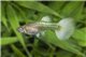 Guppy femelle white albino full platinium 3,5-4 cm