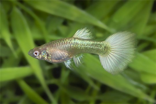Guppy femelle white albino full platinium 3,5-4 cm