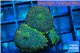 Rhodactis green blue & golden tips 2-3 polyps WYSIWYG acclimaté